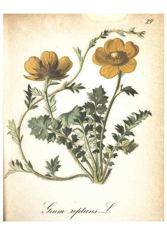Reproducción/Reproduction 7163627859: Die Alpenpflanzen nach der Natur gemalt /. Prag :F. Tempsky,1879-1884.