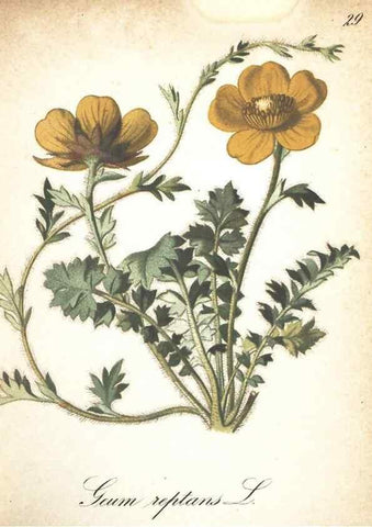 Reproducción/Reproduction 7163627859: Die Alpenpflanzen nach der Natur gemalt /. Prag :F. Tempsky,1879-1884.
