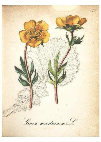 Reproducción/Reproduction 7163628467: Die Alpenpflanzen nach der Natur gemalt /. Prag :F. Tempsky,1879-1884.