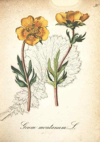 Reproducción/Reproduction 7163628467: Die Alpenpflanzen nach der Natur gemalt /. Prag :F. Tempsky,1879-1884.