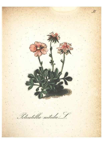 Reproducción/Reproduction 7163629179: Die Alpenpflanzen nach der Natur gemalt /. Prag :F. Tempsky,1879-1884.