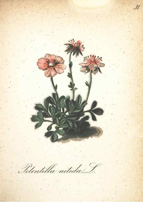 Reproducción/Reproduction 7163629179: Die Alpenpflanzen nach der Natur gemalt /. Prag :F. Tempsky,1879-1884.