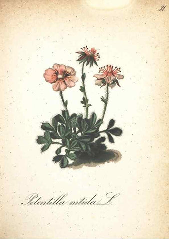 Reproducción/Reproduction 7163629179: Die Alpenpflanzen nach der Natur gemalt /. Prag :F. Tempsky,1879-1884.