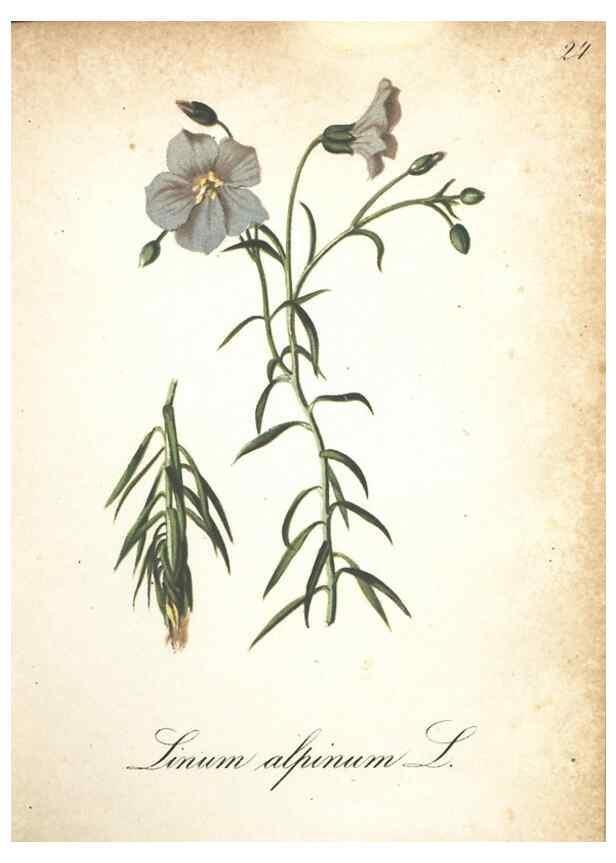 Reproducción/Reproduction 7163624393: Die Alpenpflanzen nach der Natur gemalt /. Prag :F. Tempsky,1879-1884.