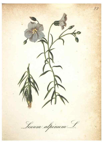 Reproducción/Reproduction 7163624393: Die Alpenpflanzen nach der Natur gemalt /. Prag :F. Tempsky,1879-1884.