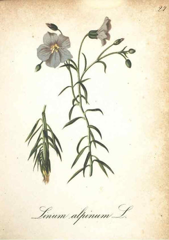 Reproducción/Reproduction 7163624393: Die Alpenpflanzen nach der Natur gemalt /. Prag :F. Tempsky,1879-1884.
