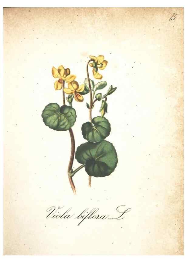 Reproducción/Reproduction 7348829524: Die Alpenpflanzen nach der Natur gemalt /. Prag :F. Tempsky,1879-1884.