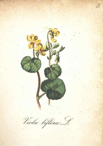 Reproducción/Reproduction 7348829524: Die Alpenpflanzen nach der Natur gemalt /. Prag :F. Tempsky,1879-1884.