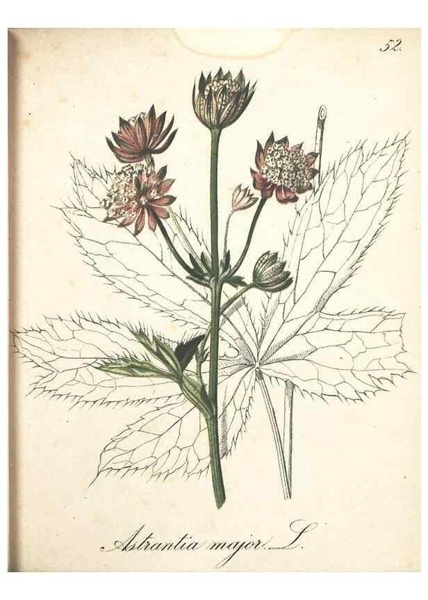 Reproducción/Reproduction 7348854370: Die Alpenpflanzen nach der Natur gemalt /. Prag :F. Tempsky,1879-1884.