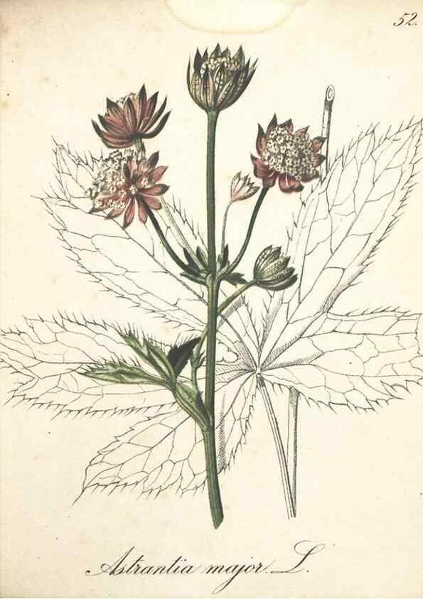 Reproducción/Reproduction 7348854370: Die Alpenpflanzen nach der Natur gemalt /. Prag :F. Tempsky,1879-1884.