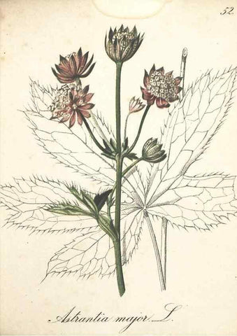 Reproducción/Reproduction 7348854370: Die Alpenpflanzen nach der Natur gemalt /. Prag :F. Tempsky,1879-1884.