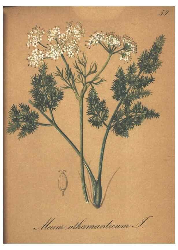 Reproducción/Reproduction 7348855638: Die Alpenpflanzen nach der Natur gemalt /. Prag :F. Tempsky,1879-1884.