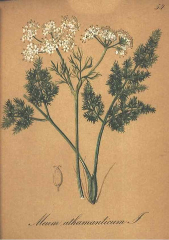 Reproducción/Reproduction 7348855638: Die Alpenpflanzen nach der Natur gemalt /. Prag :F. Tempsky,1879-1884.