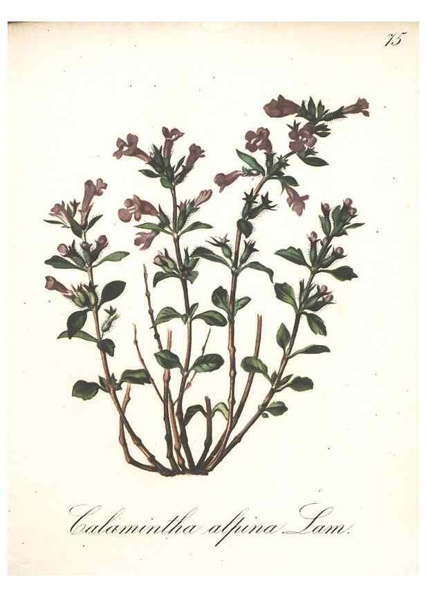 Reproducción/Reproduction 7348869924: Die Alpenpflanzen nach der Natur gemalt /. Prag :F. Tempsky,1879-1884.