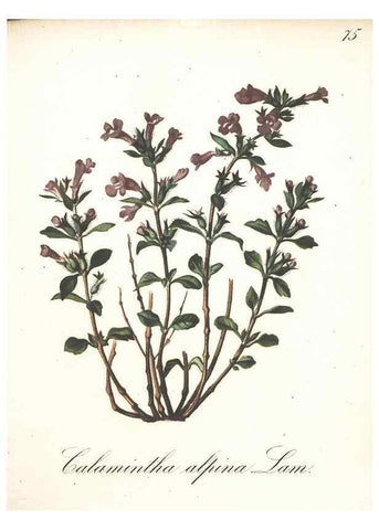 Reproducción/Reproduction 7348869924: Die Alpenpflanzen nach der Natur gemalt /. Prag :F. Tempsky,1879-1884.