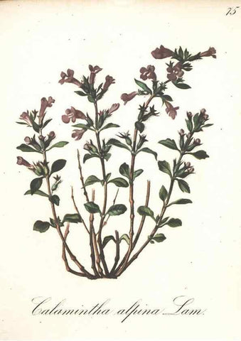 Reproducción/Reproduction 7348869924: Die Alpenpflanzen nach der Natur gemalt /. Prag :F. Tempsky,1879-1884.