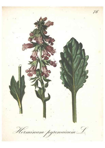 Reproducción/Reproduction 7163659753: Die Alpenpflanzen nach der Natur gemalt /. Prag :F. Tempsky,1879-1884.