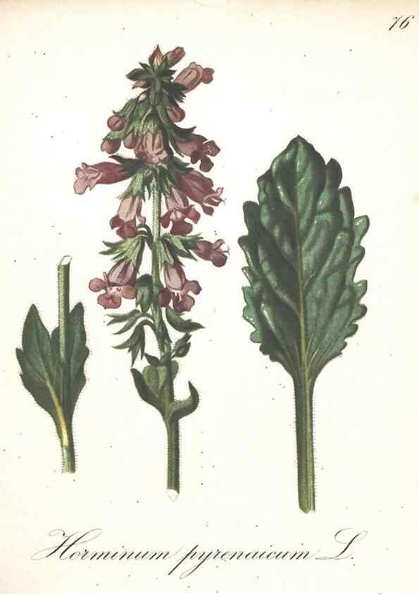 Reproducción/Reproduction 7163659753: Die Alpenpflanzen nach der Natur gemalt /. Prag :F. Tempsky,1879-1884.