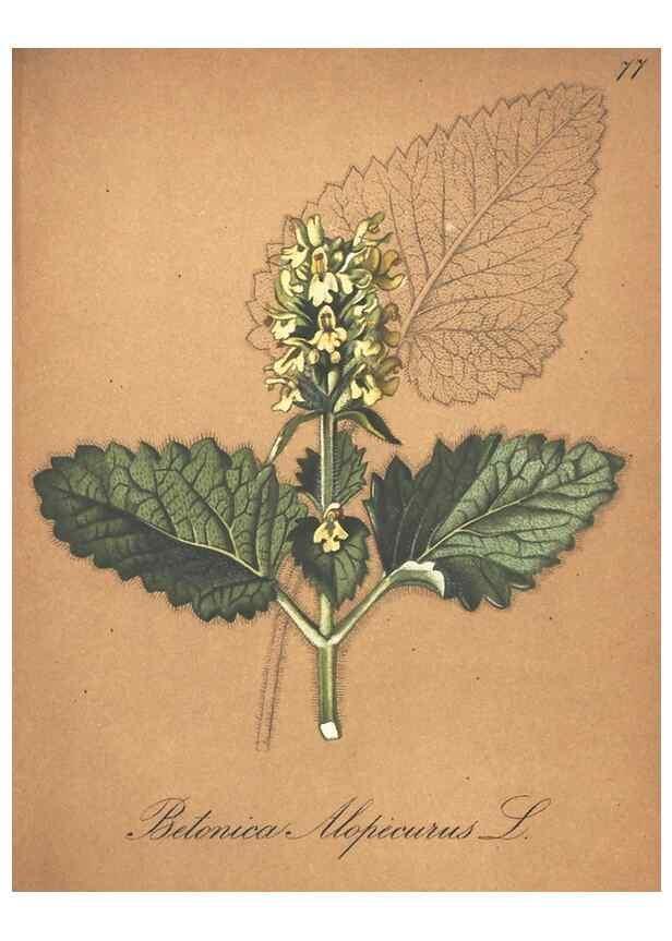 Reproducción/Reproduction 7163660375: Die Alpenpflanzen nach der Natur gemalt /. Prag :F. Tempsky,1879-1884.