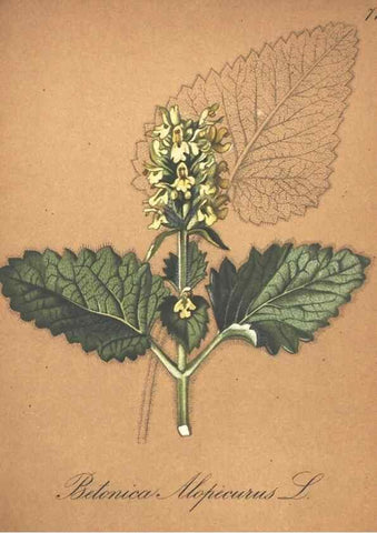 Reproducción/Reproduction 7163660375: Die Alpenpflanzen nach der Natur gemalt /. Prag :F. Tempsky,1879-1884.