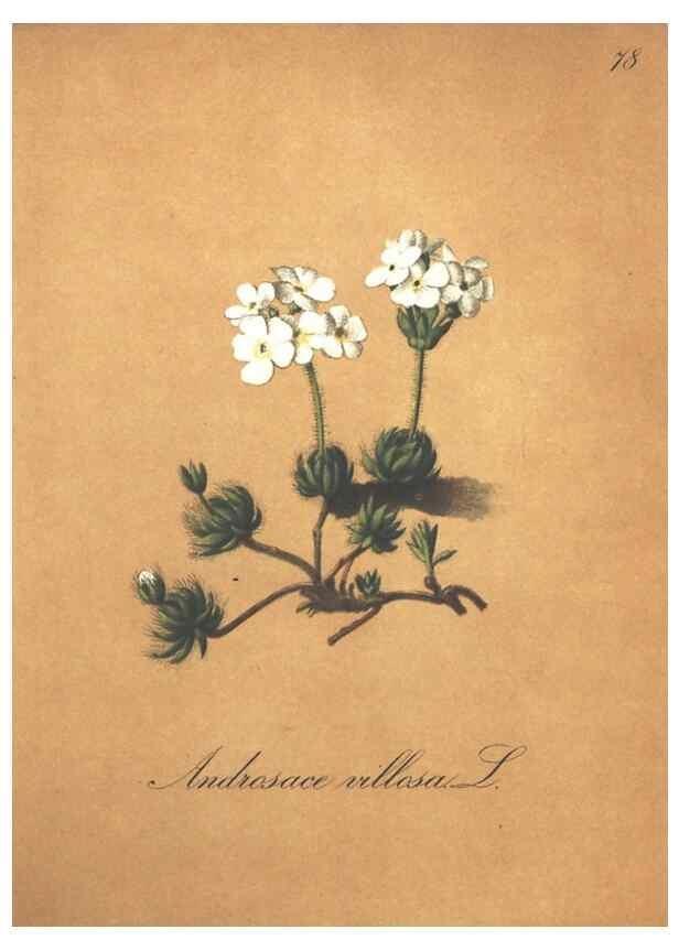 Reproducción/Reproduction 7348871652: Die Alpenpflanzen nach der Natur gemalt /. Prag :F. Tempsky,1879-1884.