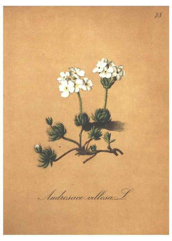 Reproducción/Reproduction 7348871652: Die Alpenpflanzen nach der Natur gemalt /. Prag :F. Tempsky,1879-1884.