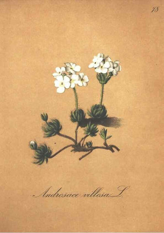 Reproducción/Reproduction 7348871652: Die Alpenpflanzen nach der Natur gemalt /. Prag :F. Tempsky,1879-1884.