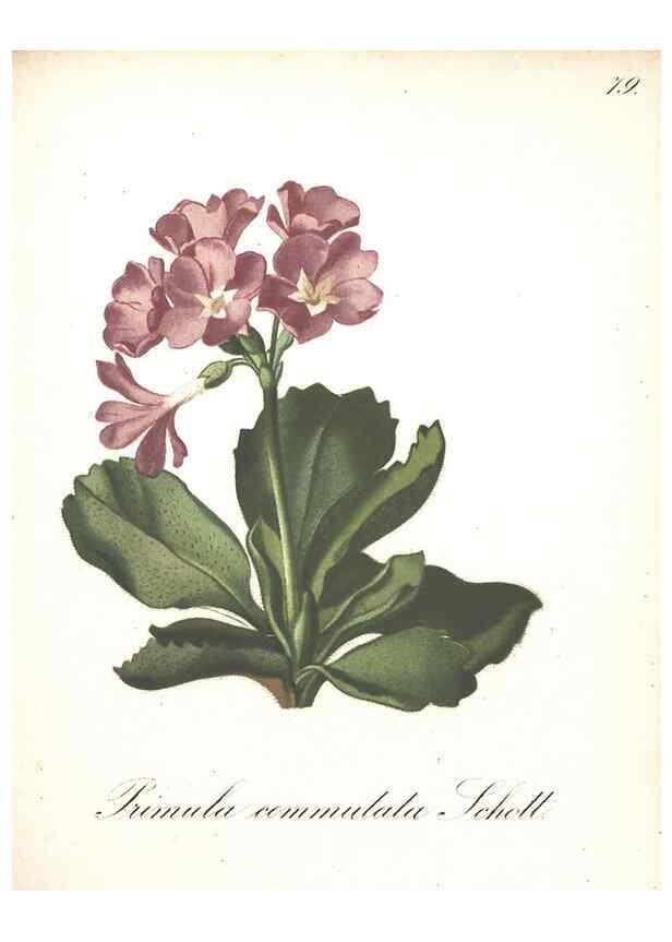 Reproducción/Reproduction 7348872328: Die Alpenpflanzen nach der Natur gemalt /. Prag :F. Tempsky,1879-1884.