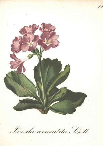Reproducción/Reproduction 7348872328: Die Alpenpflanzen nach der Natur gemalt /. Prag :F. Tempsky,1879-1884.