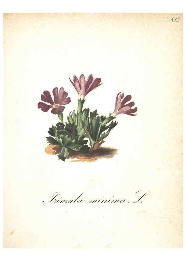 Reproducción/Reproduction 7348872972: Die Alpenpflanzen nach der Natur gemalt /. Prag :F. Tempsky,1879-1884.