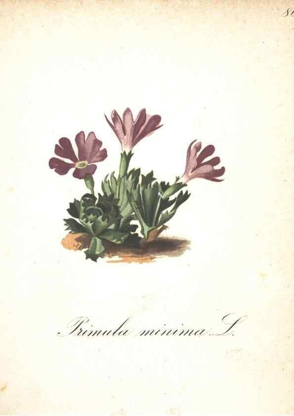 Reproducción/Reproduction 7348872972: Die Alpenpflanzen nach der Natur gemalt /. Prag :F. Tempsky,1879-1884.