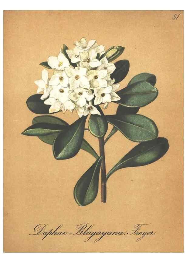Reproducción/Reproduction 7348873556: Die Alpenpflanzen nach der Natur gemalt /. Prag :F. Tempsky,1879-1884.