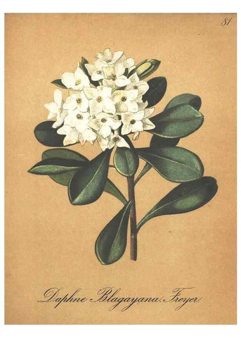 Reproducción/Reproduction 7348873556: Die Alpenpflanzen nach der Natur gemalt /. Prag :F. Tempsky,1879-1884.