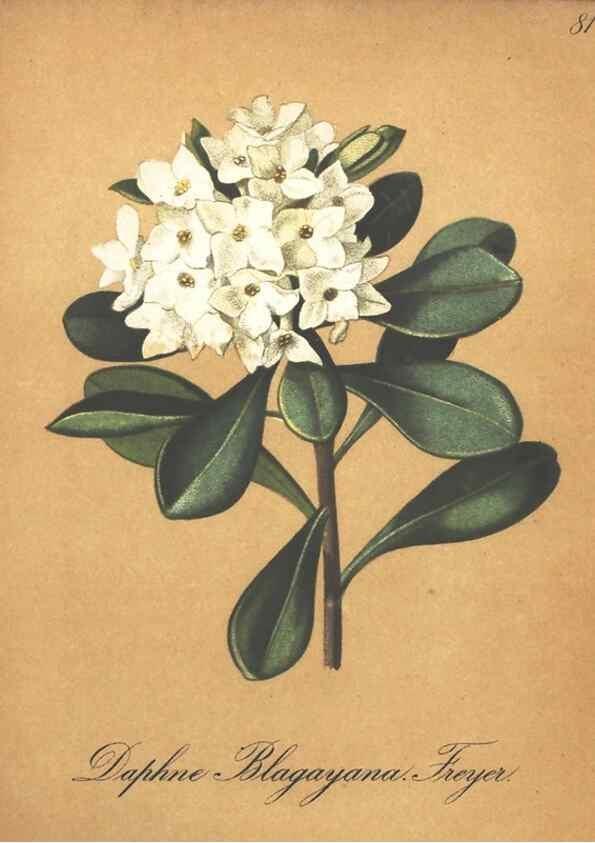 Reproducción/Reproduction 7348873556: Die Alpenpflanzen nach der Natur gemalt /. Prag :F. Tempsky,1879-1884.