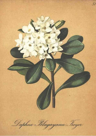 Reproducción/Reproduction 7348873556: Die Alpenpflanzen nach der Natur gemalt /. Prag :F. Tempsky,1879-1884.