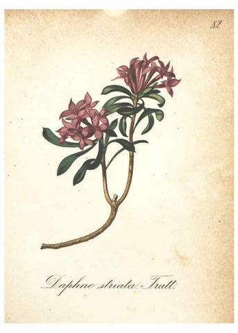 Reproducción/Reproduction 7163663641: Die Alpenpflanzen nach der Natur gemalt /. Prag :F. Tempsky,1879-1884.