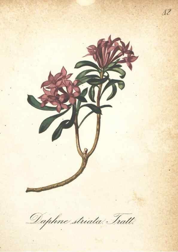 Reproducción/Reproduction 7163663641: Die Alpenpflanzen nach der Natur gemalt /. Prag :F. Tempsky,1879-1884.
