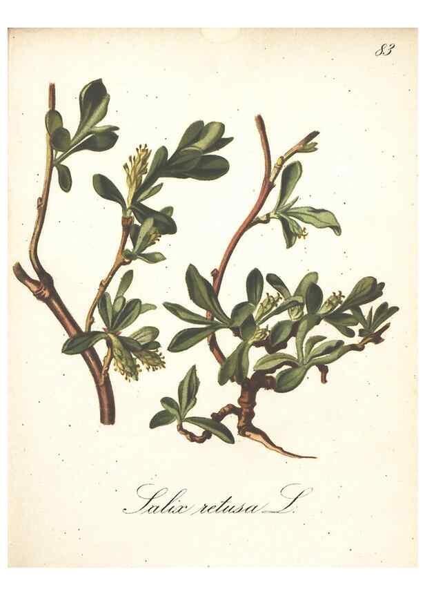 Reproducción/Reproduction 7163664241: Die Alpenpflanzen nach der Natur gemalt /. Prag :F. Tempsky,1879-1884.