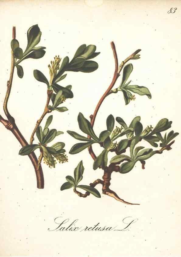 Reproducción/Reproduction 7163664241: Die Alpenpflanzen nach der Natur gemalt /. Prag :F. Tempsky,1879-1884.
