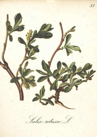Reproducción/Reproduction 7163664241: Die Alpenpflanzen nach der Natur gemalt /. Prag :F. Tempsky,1879-1884.