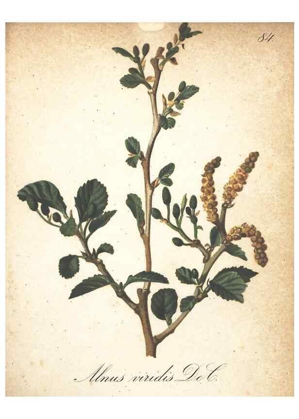 Reproducción/Reproduction 7348875462: Die Alpenpflanzen nach der Natur gemalt /. Prag :F. Tempsky,1879-1884.