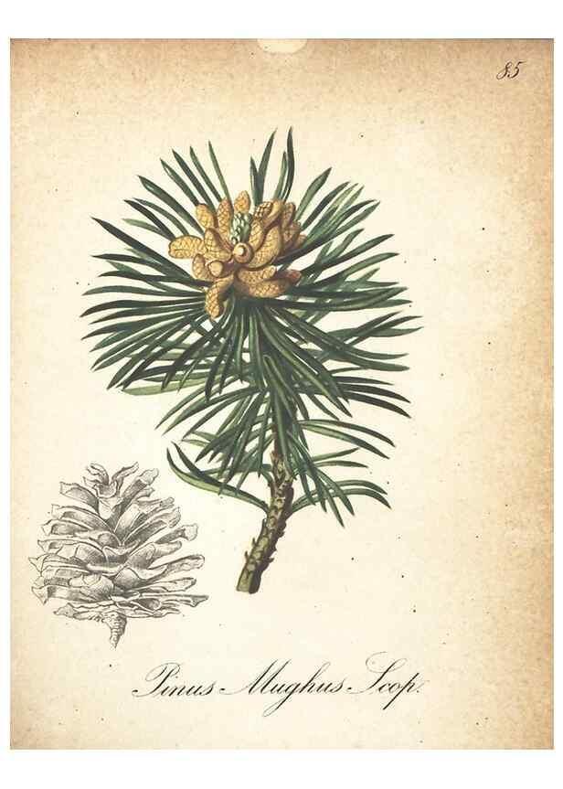 Reproducción/Reproduction 7163665641: Die Alpenpflanzen nach der Natur gemalt /. Prag :F. Tempsky,1879-1884.