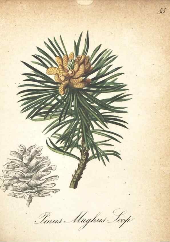 Reproducción/Reproduction 7163665641: Die Alpenpflanzen nach der Natur gemalt /. Prag :F. Tempsky,1879-1884.