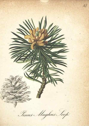 Reproducción/Reproduction 7163665641: Die Alpenpflanzen nach der Natur gemalt /. Prag :F. Tempsky,1879-1884.