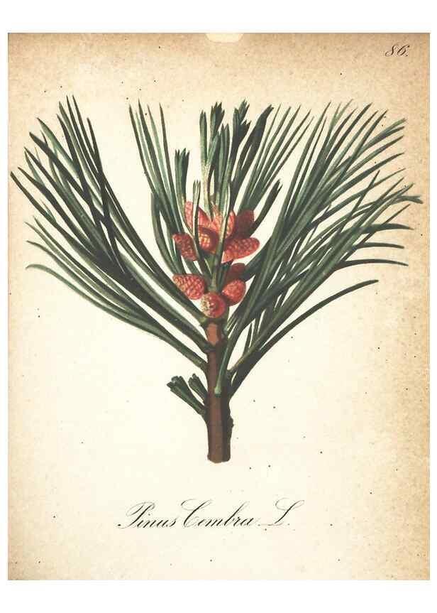 Reproducción/Reproduction 7348877070: Die Alpenpflanzen nach der Natur gemalt /. Prag :F. Tempsky,1879-1884.
