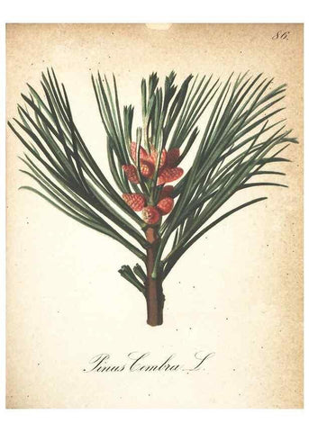 Reproducción/Reproduction 7348877070: Die Alpenpflanzen nach der Natur gemalt /. Prag :F. Tempsky,1879-1884.