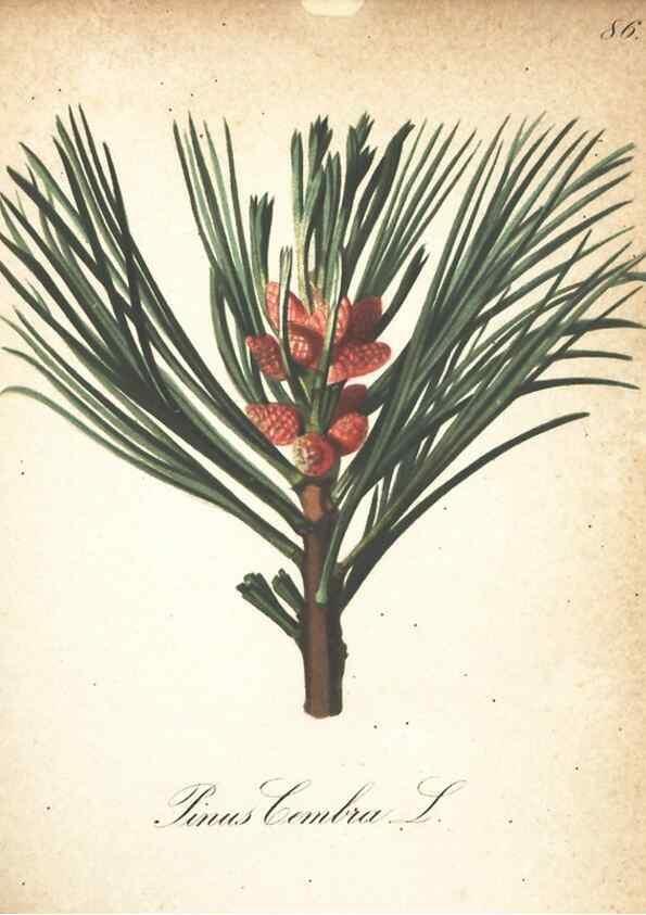 Reproducción/Reproduction 7348877070: Die Alpenpflanzen nach der Natur gemalt /. Prag :F. Tempsky,1879-1884.
