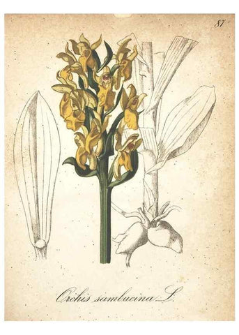 Reproducción/Reproduction 7348878164: Die Alpenpflanzen nach der Natur gemalt /. Prag :F. Tempsky,1879-1884.