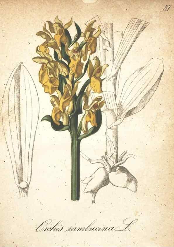 Reproducción/Reproduction 7348878164: Die Alpenpflanzen nach der Natur gemalt /. Prag :F. Tempsky,1879-1884.