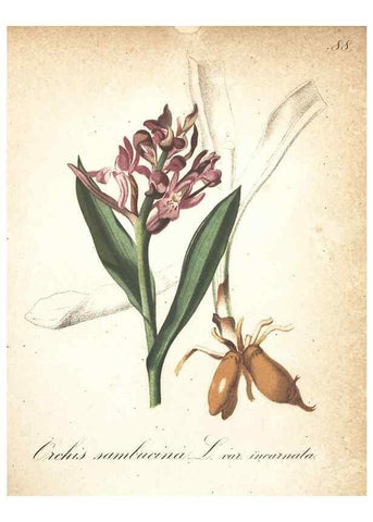 Reproducción/Reproduction 7348879028: Die Alpenpflanzen nach der Natur gemalt /. Prag :F. Tempsky,1879-1884.